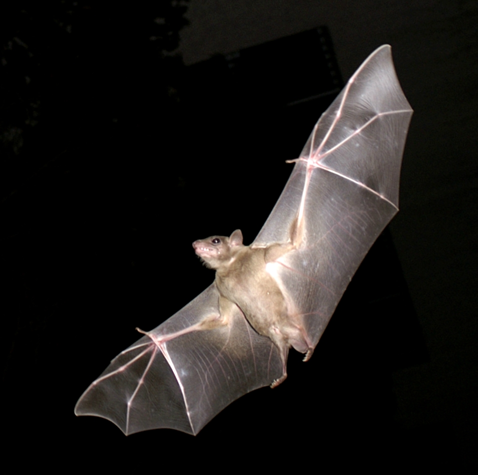 ignobel