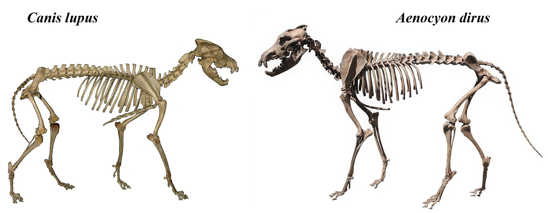 Aenocyon_dirus_vs_canis_lupus