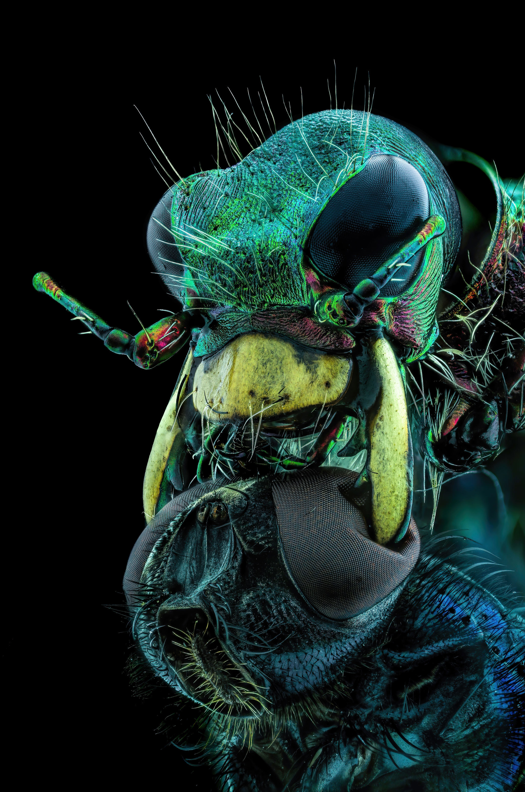 nikon-small-world
