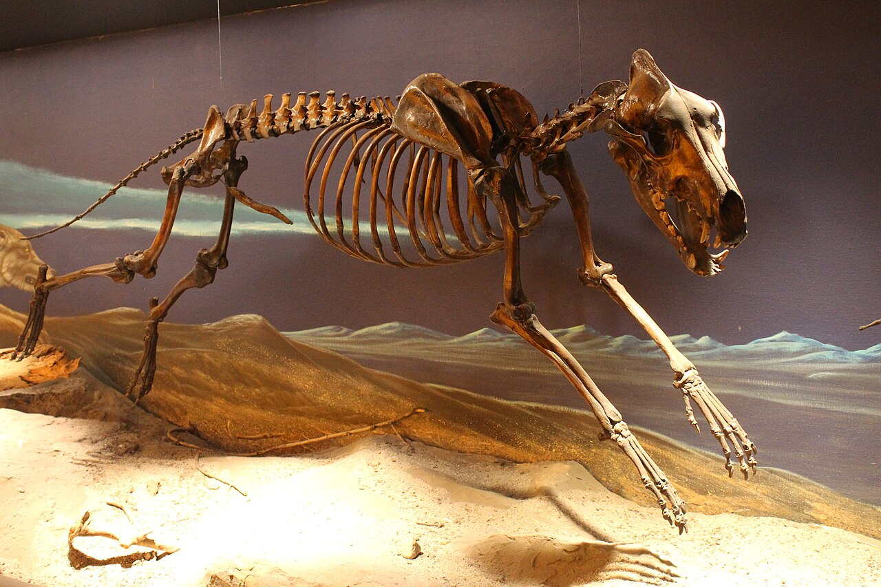 Aenocyon_dirus_bones