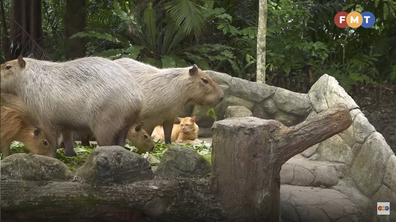 capibara