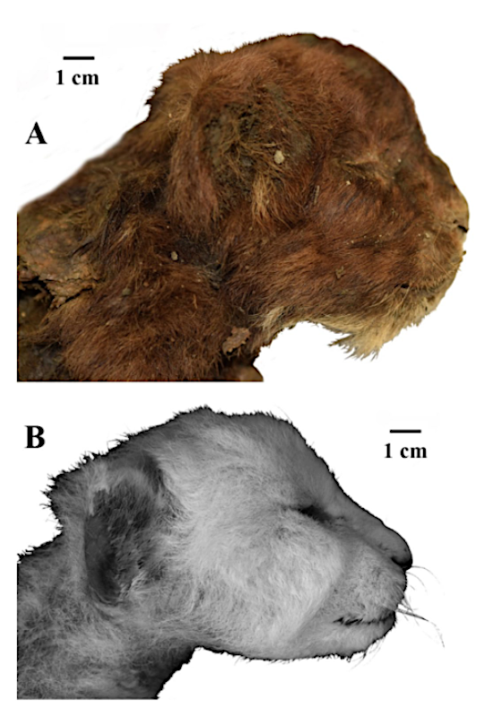 Fig. 2. External appearance of three-week-old heads of large felid cubs, right lateral view: (A) Homotherium latidens (Owen, 1846), specimen DMF AS RS, no. Met-20-1, frozen mummy, Russia, Republic of Sakha (Yakutia), Indigirka River basin, Badyarikha River; Upper Pleistocene; (B) Panthera leo (Linnaeus, 1758), specimen ZMMU, no. S-210286; Recent.