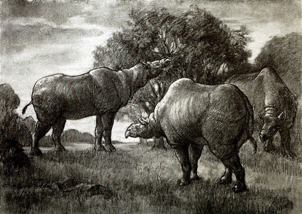 Paraceratherium