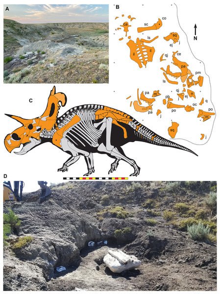 Lokiceratops 