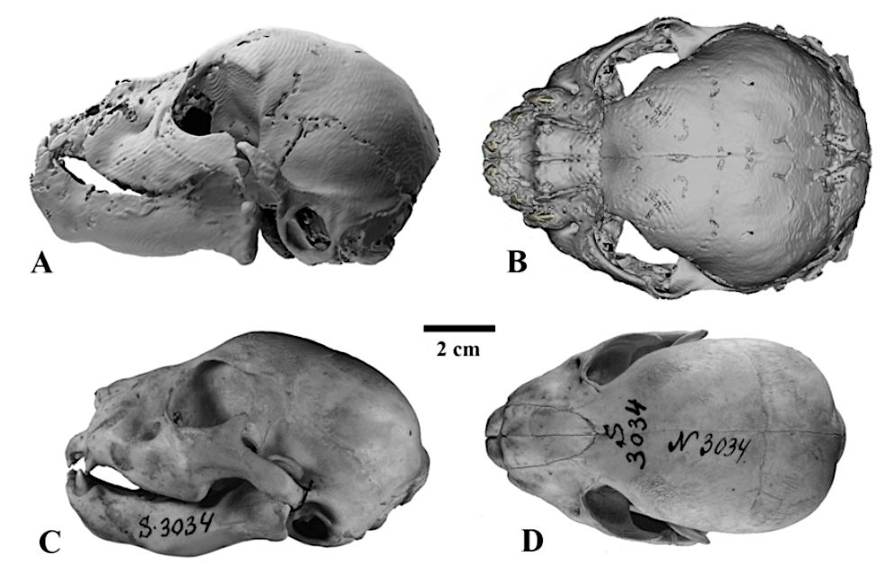 Skulls of three-week-old large felid cubs, left lateral view (A, C) and dorsal view (B, D): A, B, Homotherium latidens (Owen, 1846), specimen DMF AS RS, no. Met-20-1, frozen mummy, 3D computer models (image is reconstructed based on the undeformed right half of the skull, mirrored); Russia, Republic of Sakha (Yakutia), Indigirka River basin, Badyarikha River; Upper Pleistocene; C, D, Panthera leo (Linnaeus, 1758), specimen ZMMU, no. S-3034, photographs; Recent.