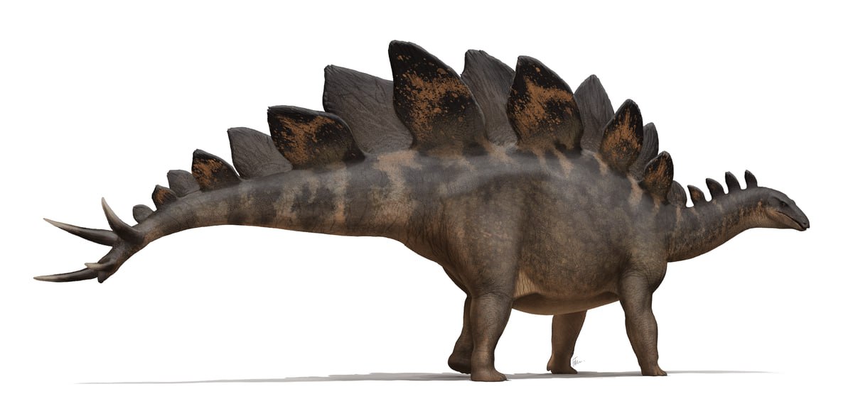 stegosaurus