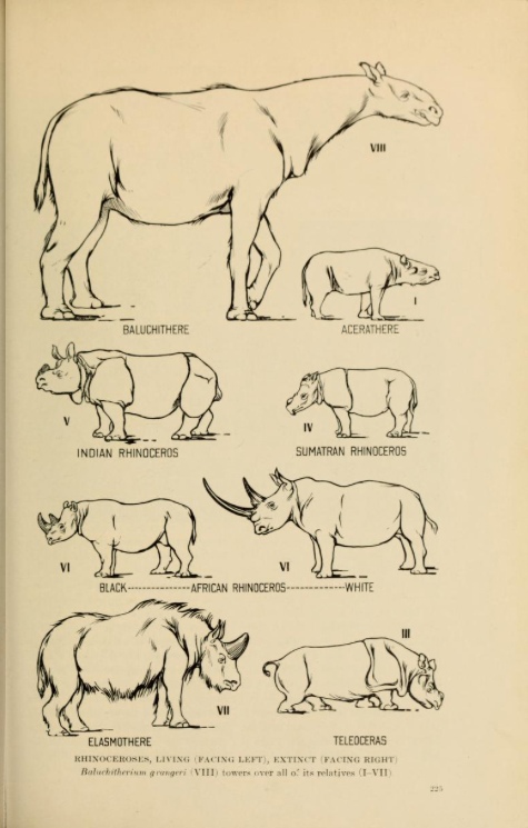 Paraceratherium