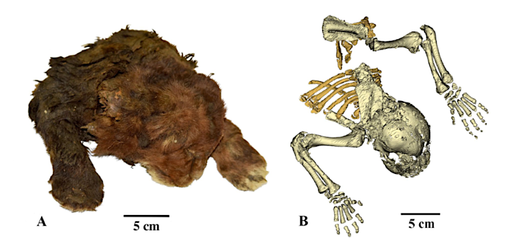 Fig. 1. The frozen mummy of Homotherium latidens (Owen, 1846), specimen DMF AS RS, no. Met-20-1, Russia, Republic of Sakha (Yakutia), Indigirka River basin, Badyarikha River; Upper Pleistocene: (A) external appearance; (B) skeleton, CT-scan, dorsal view.