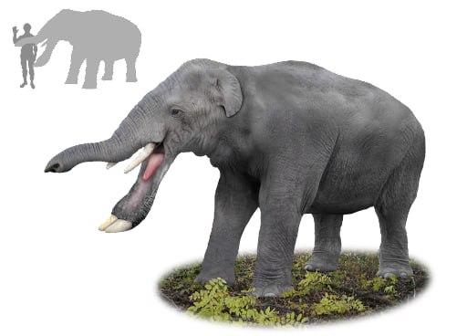 Platybelodon