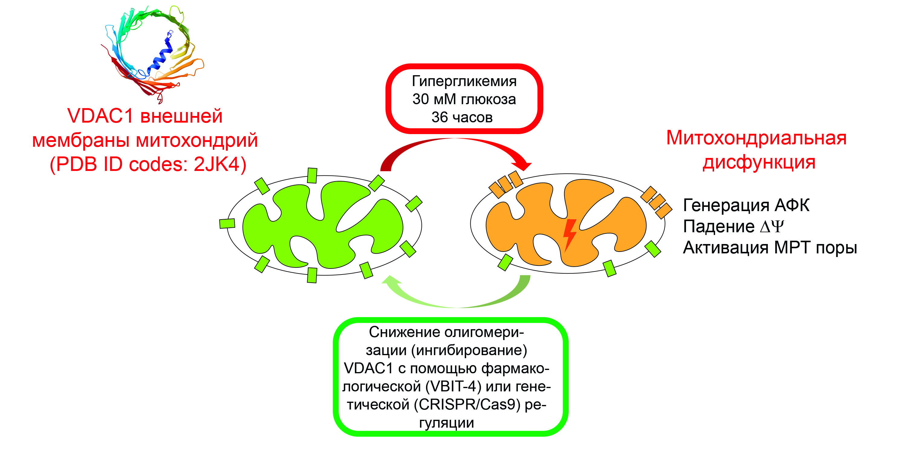 Схема нарушения работы митохондрий при гипергликемии и ее коррекции фармакологическим или генетическим подавлением VDAC каналов. Источник: Константин Белослудцев.
