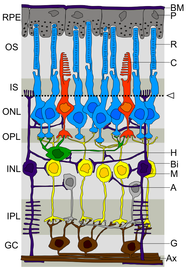 Retina_layers