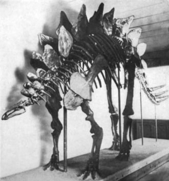 stegosaurus