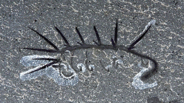 Hallucigenia