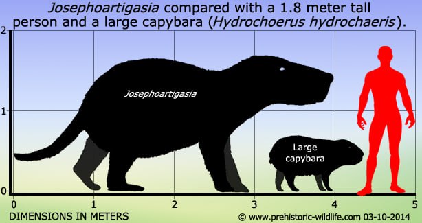 capibara