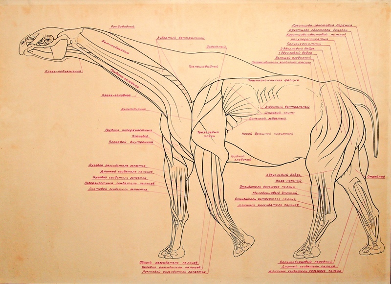 Paraceratherium